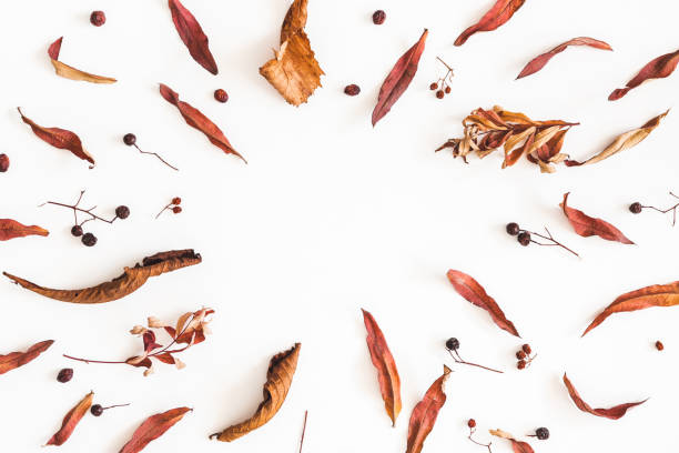 istock Autumn leaves on white background. Flat lay, top view 997118172