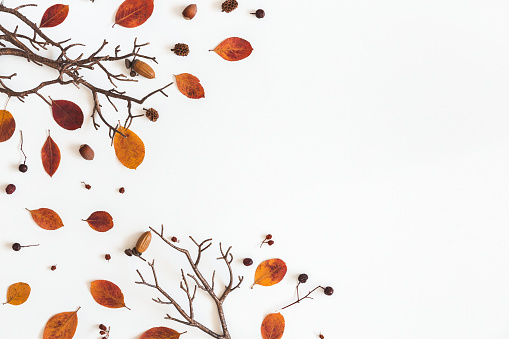Autumn dried leaves on white background. Flat lay, top view