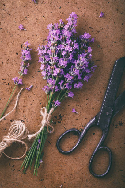 istock Lavender with old metal scissors and twine umbrella, top view 997132048