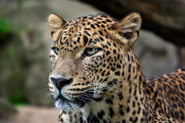 istock Ceylon leopard, Panthera pardus kotiya, Big spotted cat 997133410