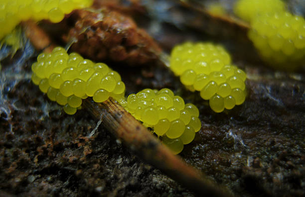 Young fruit bodies of a Physarum slime mold Young forming glazy yellow caviar-like fruit bodies of a Physarum slime mold, or myxomycete. Slime moulds are special organisms that gather from many microscopic unicellular amoebae. amoeba photos stock pictures, royalty-free photos & images