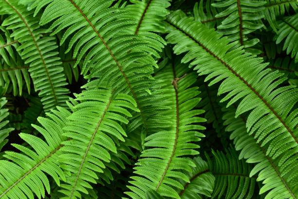 istock Close-Up Of Green Leaves 997138332