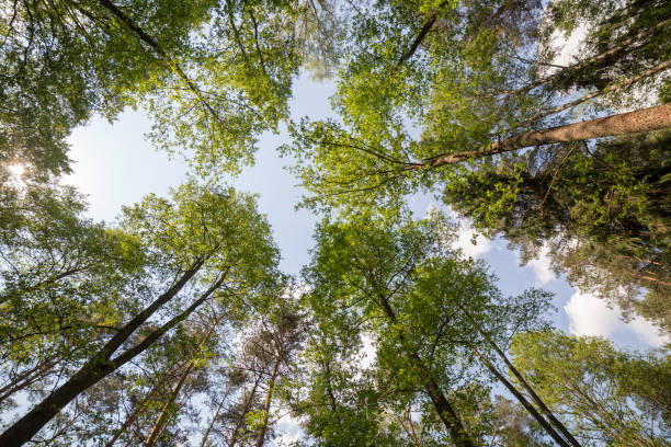 istock Crowns of the trees in the spring forest 997141024