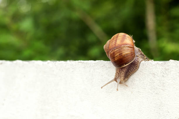 istock Snail in the garden on the concrete 997145238