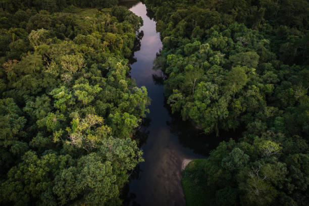 istock Mata Atlantica - Atlantic Forest in Brazil 997162336