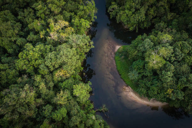 istock Mata Atlantica - Atlantic Forest in Brazil 997162340