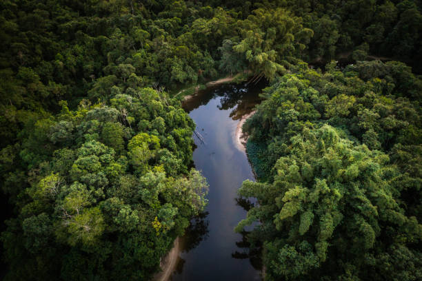 istock Mata Atlantica - Atlantic Forest in Brazil 997162352