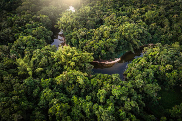 istock Mata Atlantica - Atlantic Forest in Brazil 997163334