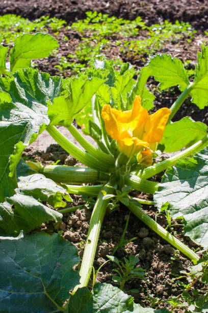 ekologiczna plantacja cukinii - zucchini zuchinni flower squash zdjęcia i obrazy z banku zdjęć