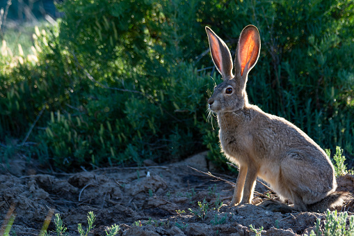 jack rabbit in front of green vegetation with sun behind it