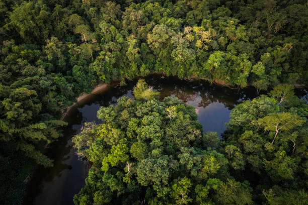 istock Mata Atlantica - Atlantic Forest in Brazil 997163938