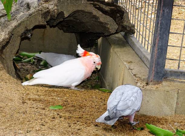 istock Close up of Australian parrots 997183060