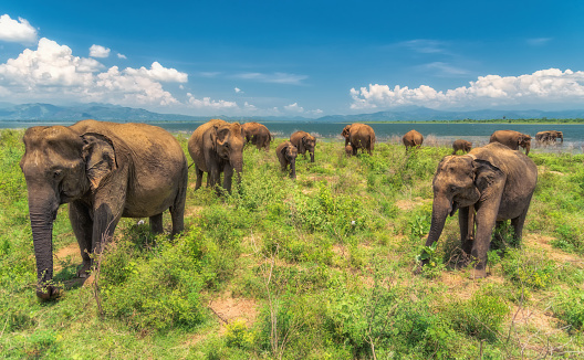 A herd of elephants from the Udawalawe national park strolling by the shore of the lake against a blue sky.