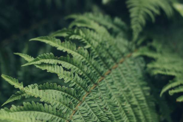 istock Green Fern in WA 997195982