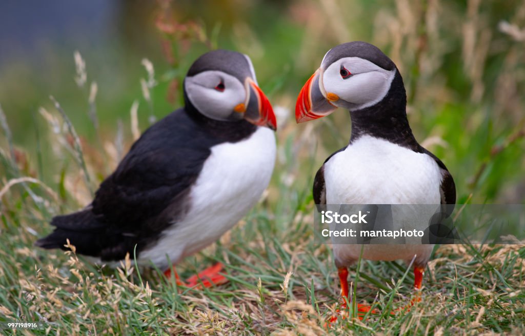 Atlantic Puffins Beautiful vibrant picture of Atlantic Puffins on Latrabjarg cliffs Puffin Stock Photo