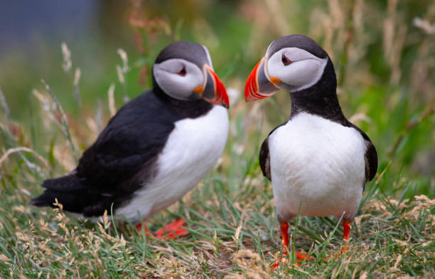 Atlantic Puffins Beautiful vibrant picture of Atlantic Puffins on Latrabjarg cliffs akureyri stock pictures, royalty-free photos & images