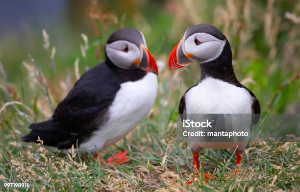 Atlantic Puffins Stock Photo - Download Image Now - Puffin, Iceland, Reykjavik