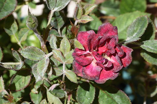 diseased rose with powdery mildew fungus
