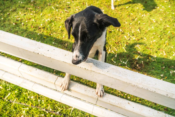 istock Dog On Wood At Grass 997209122