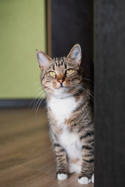 istock Tabby cat sitting near door. 997267254