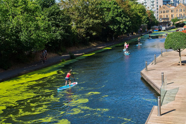 mujeres paddle boarding en hoxton canal - hackney fotografías e imágenes de stock