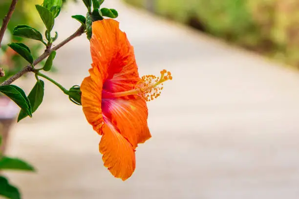 Closeup of orange Hisbiscus Flower
