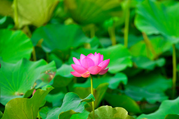 istock Blooming lotus flowers in the park 997282906