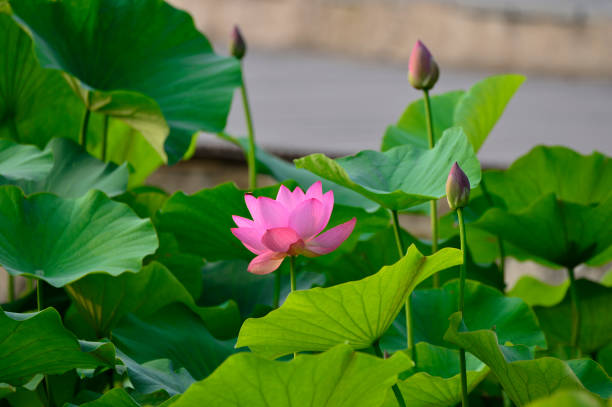 istock Blooming lotus flowers in the park 997283064