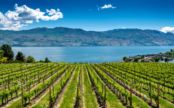 Vineyard in Okanagan Valley Rows of grapes lead down to the waters of Okanagan Lake near Kelowna, with the Rocky Mountains, blue sky and white clouds in the background. bc photos stock pictures, royalty-free photos & images