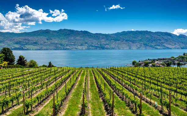 Vineyard in Okanagan Valley Rows of grapes lead down to the waters of Okanagan Lake near Kelowna, with the Rocky Mountains, blue sky and white clouds in the background. kelowna winery stock pictures, royalty-free photos & images