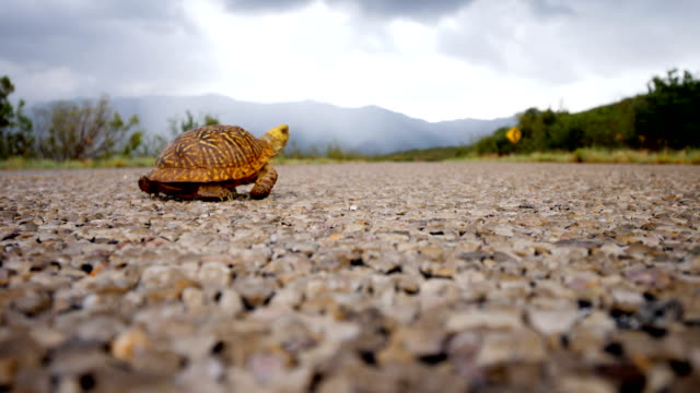 Ornate box turtle crossing a road