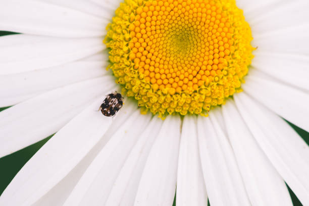 istock Small anther crawls on big daisy in macro. Spotted brown beetle on romantic flower with yellow pollen and long white petals close up. Leucanthemum vulgare. Large camomile on green with copy space. 997290088