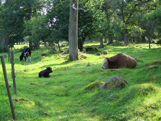 istock Happy, Healthy, Peaceful Cows. Outdoors on on a green field with trees. Summer. 997294662
