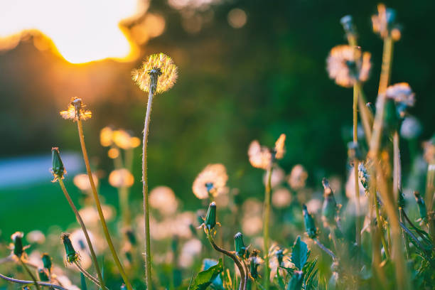 istock Close-Up Of Flowering Plants On Field 997307470