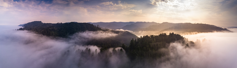 Aerial panorama of the coastal redwoods of Northern California poking out of the mist at sunrise.