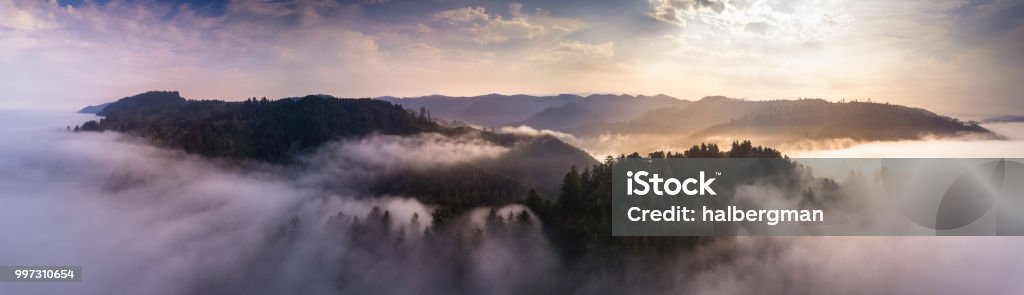 Aerial Panorama of California Coastal Redwoods Aerial panorama of the coastal redwoods of Northern California poking out of the mist at sunrise. Redwood Forest Stock Photo