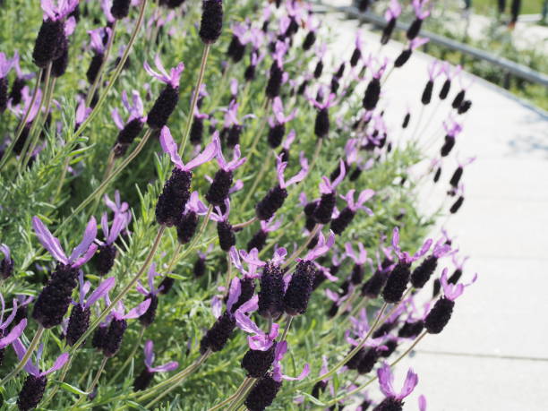 istock Lavender blooms beautifully 997322688
