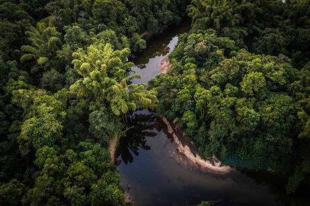 istock Mata Atlantica - Atlantic Forest in Brazil 997324328