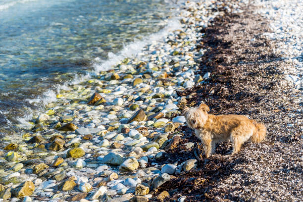 Small white curly pooch dog in sea water on seaside pebble back view