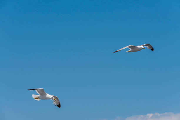 istock Two seagull is flying in blue sky 997324750