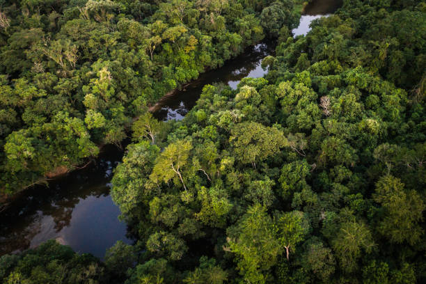 istock Mata Atlantica - Atlantic Forest in Brazil 997324830