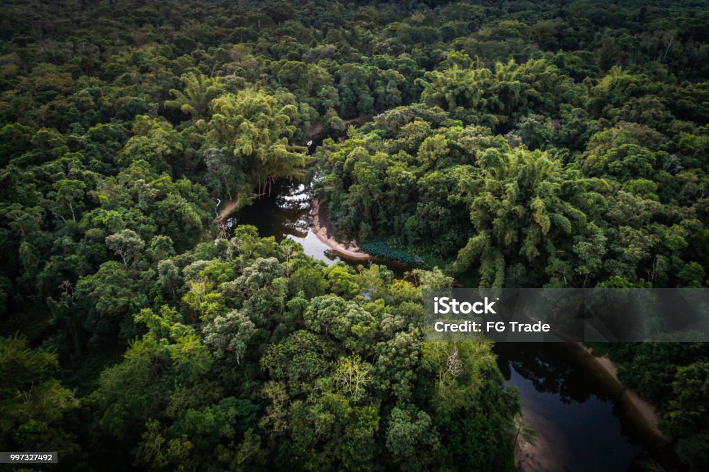 Mata Atlantica - Atlantic Forest in Brazil Natural Beauty Amazon Rainforest Stock Photo