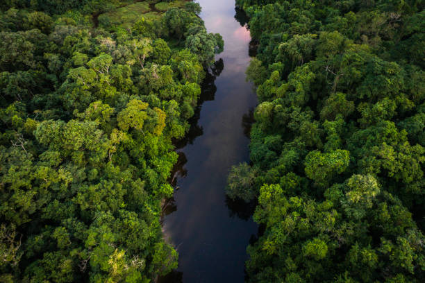 마 타 atlantica-브라질의 대서양 숲 - amazonas state 뉴스 사진 이미지
