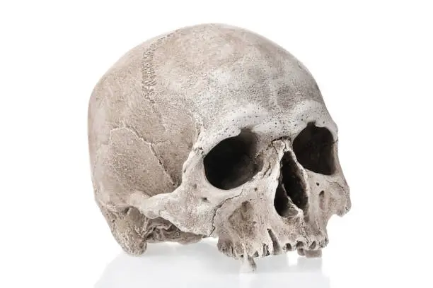 Photo of Human skull isolated on white background with reflection.