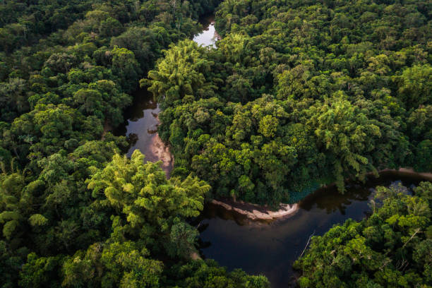 istock Mata Atlantica - Atlantic Forest in Brazil 997328384