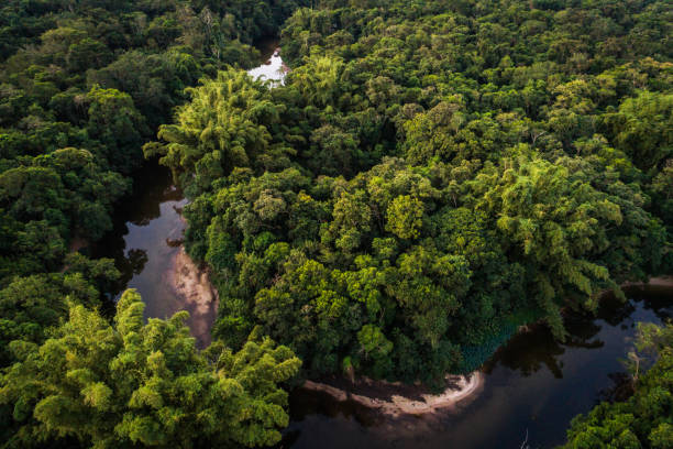 istock Mata Atlantica - Atlantic Forest in Brazil 997328740