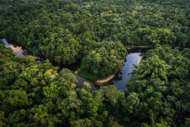 istock Mata Atlantica - Atlantic Forest in Brazil 997329338