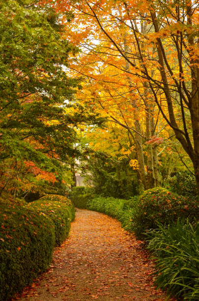 istock Beautiful Walkway Surrounded With Colorful Trees At Mount Wilson Australia 997332112