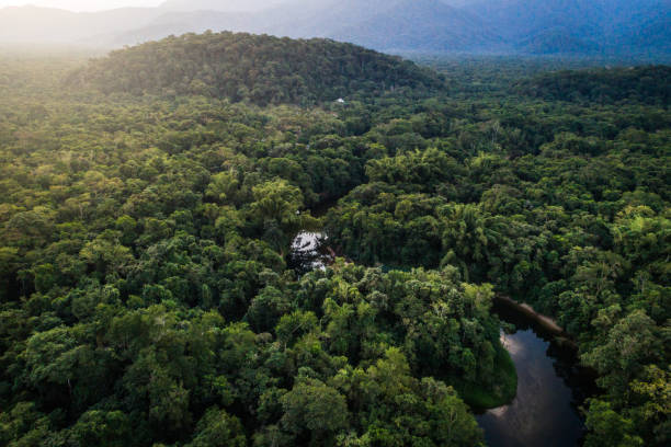 mata atlantica - foresta atlantica in brasile - copertura di alberi foto e immagini stock
