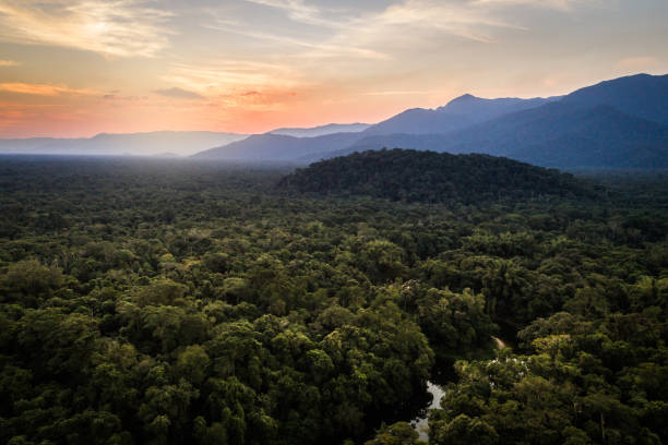 mata atlantica - foresta atlantica in brasile - canopy foto e immagini stock